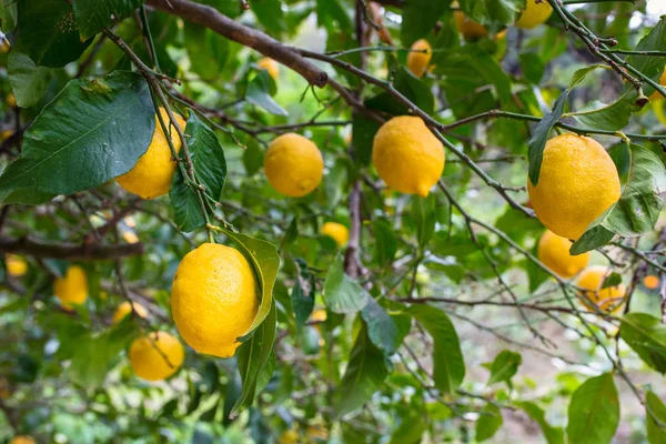 과일이 달린 레몬 나무 — 스톡 사진
