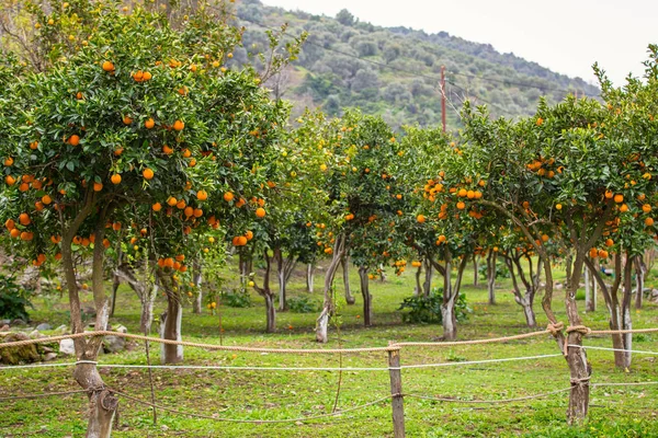 Orangenbaum mit Früchten — Stockfoto