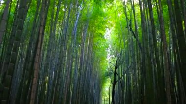 Bambu ormanı Arashiyama Kyoto yakınlarında