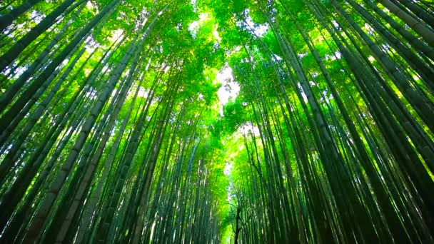 Bamboo forest of Arashiyama near Kyoto — Stock Video