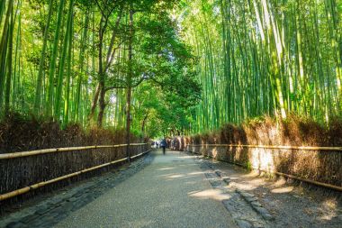 Bambu ormanı Arashiyama Kyoto yakınlarında