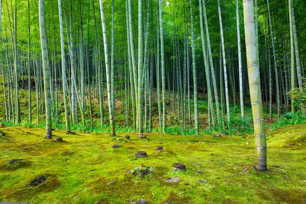 Bambus lesie Arashiyama w pobliżu Kyoto — Zdjęcie stockowe