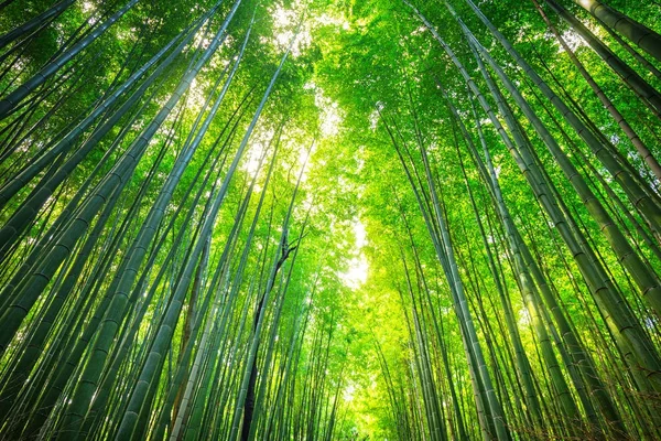 Hutan bambu Arashiyama dekat Kyoto — Stok Foto