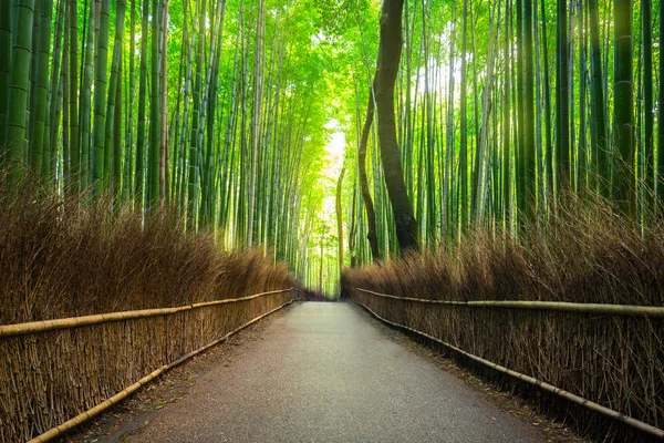 Bambuswald von Arashiyama in der Nähe von Kyoto — Stockfoto