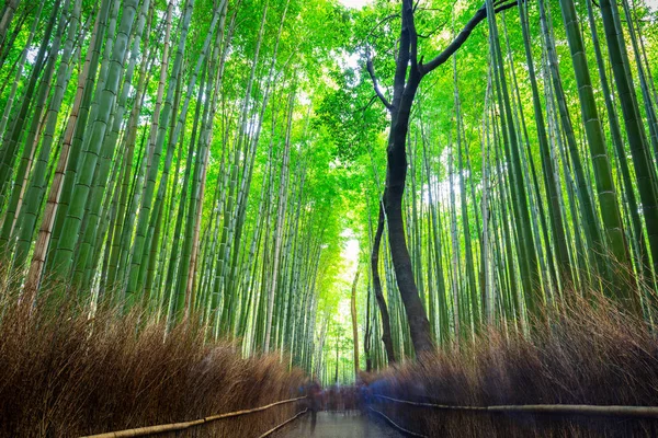 대나무 숲의 아라시 야 마 교토 근처 — 스톡 사진