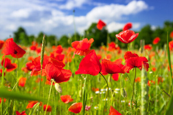 Blossom poppy flowers 