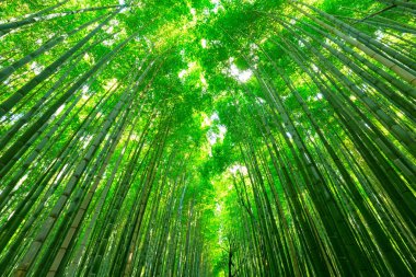 Bambu ormanı Arashiyama Kyoto yakınlarında