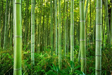 Bambu ormanı Arashiyama Kyoto yakınlarında