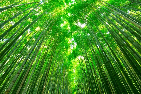 Hutan bambu Arashiyama dekat Kyoto — Stok Foto