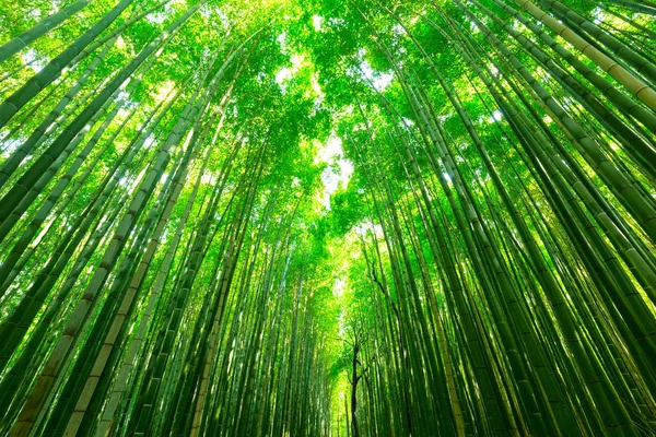 Bosque de bambú de Arashiyama cerca de Kyoto —  Fotos de Stock