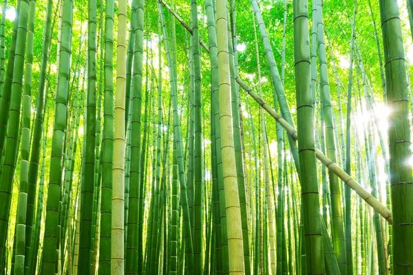 Bambuswald von Arashiyama in der Nähe von Kyoto — Stockfoto