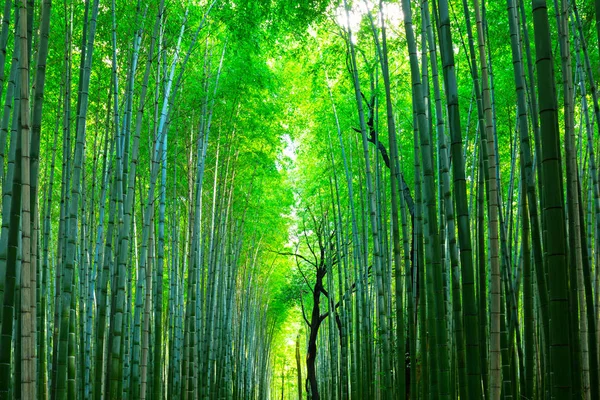 Bambuswald von Arashiyama in der Nähe von Kyoto — Stockfoto