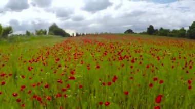 çayır çiçek haşhaş çiçekleri