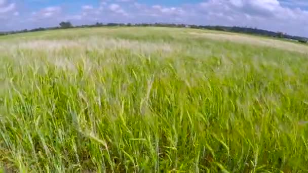 Αυξανόμενο πεδίο πράσινο σιτάρι στη θυελλώδη ημέρα — Αρχείο Βίντεο