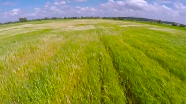 Anbau von grünem Weizenfeld an windigen Tagen — Stockvideo