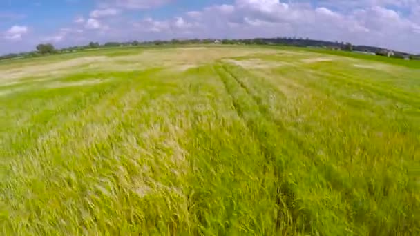 Groeiende groene tarweveld in winderige dag — Stockvideo