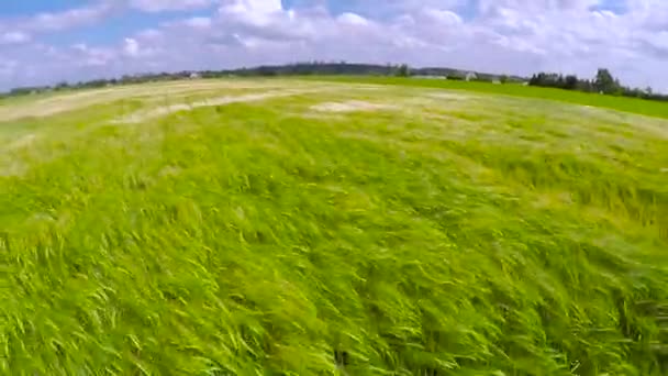 Campo de trigo verde em crescimento no dia ventoso — Vídeo de Stock