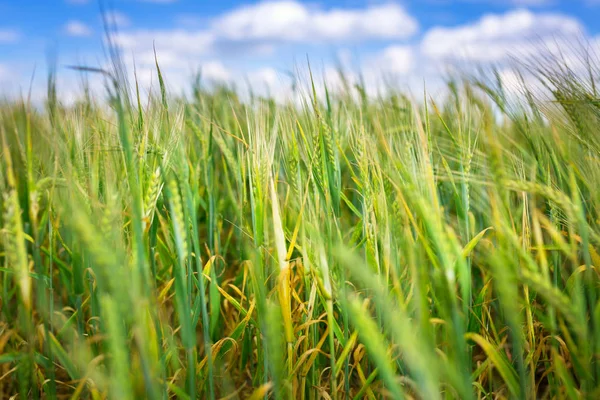 越来越多的绿色原野中小麦的 — 图库照片