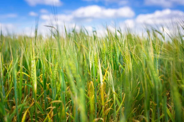 Buğday büyüyen yeşil alan — Stok fotoğraf