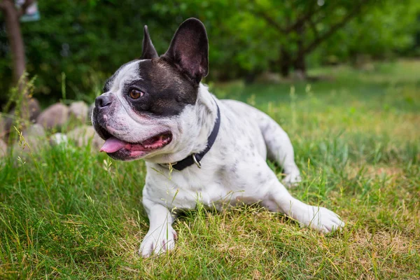 Bulldog Perancis di taman. — Stok Foto