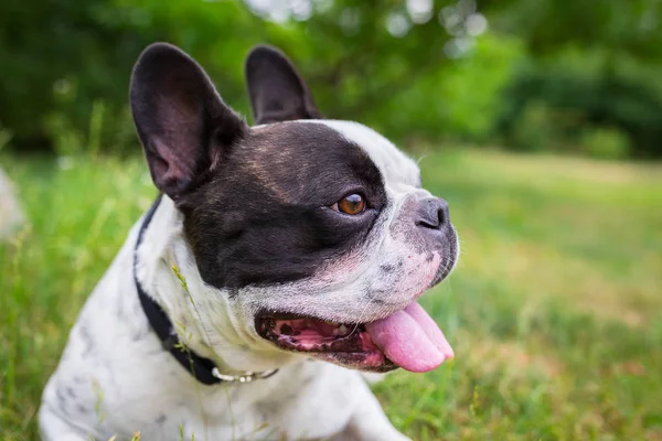 Bulldog francés en el jardín — Foto de Stock