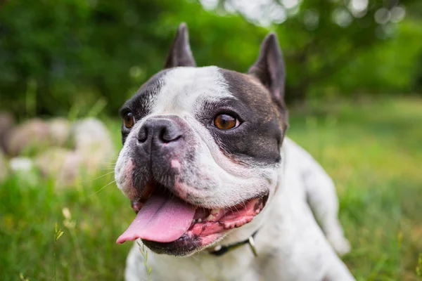 Bouledogue français dans le jardin — Photo