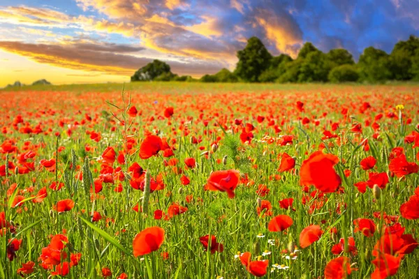 Blossom poppy flowers — Stock Photo, Image