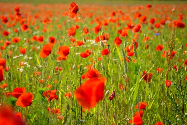 Flores de papoula de flor — Fotografia de Stock