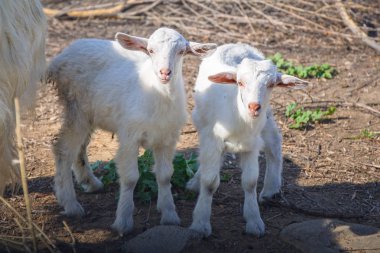 Keçi çayır Girit üzerinde