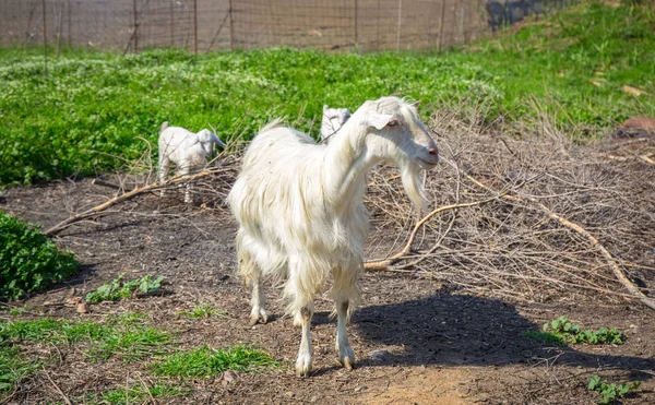 Cabras no prado de Creta — Fotografia de Stock