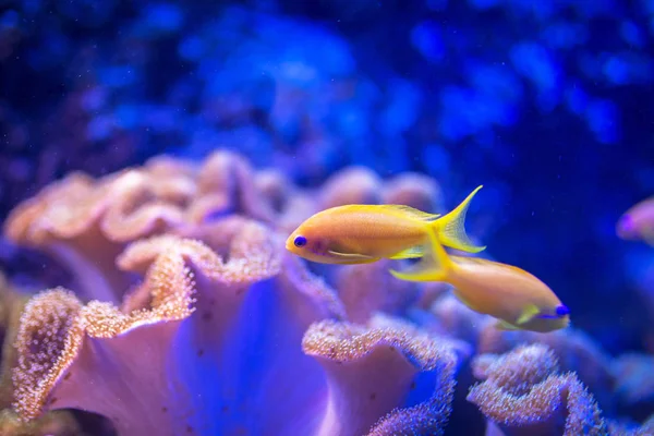 Peixes de coral tropicais — Fotografia de Stock