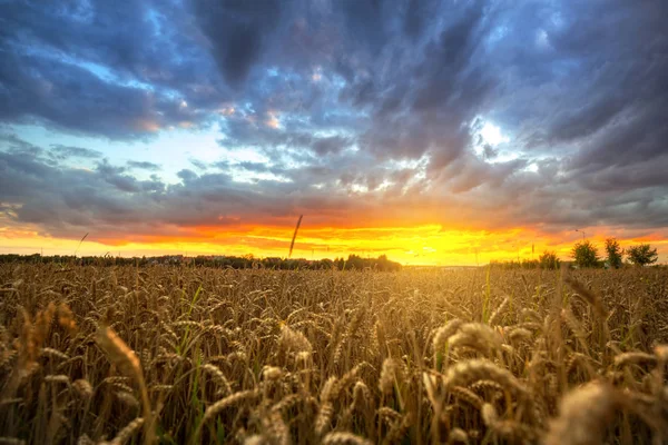 Puesta de sol sobre el campo de trigo —  Fotos de Stock
