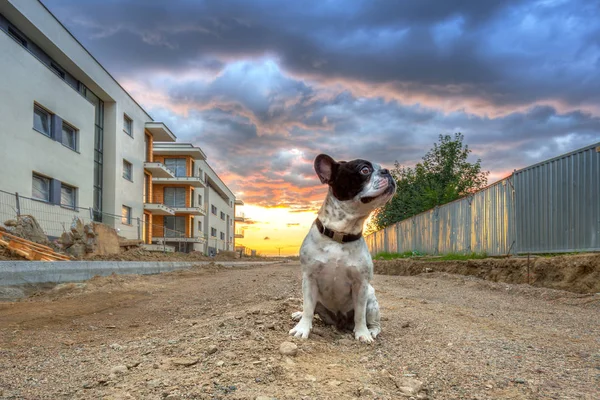 Bulldog francês na caminhada ao pôr do sol — Fotografia de Stock