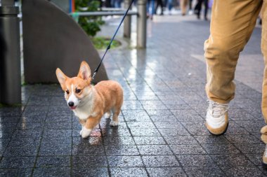 Pembroke Welsh Corgi köpek