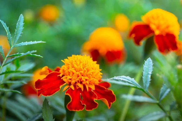 Marigold flowers in the garden — Stock Photo, Image
