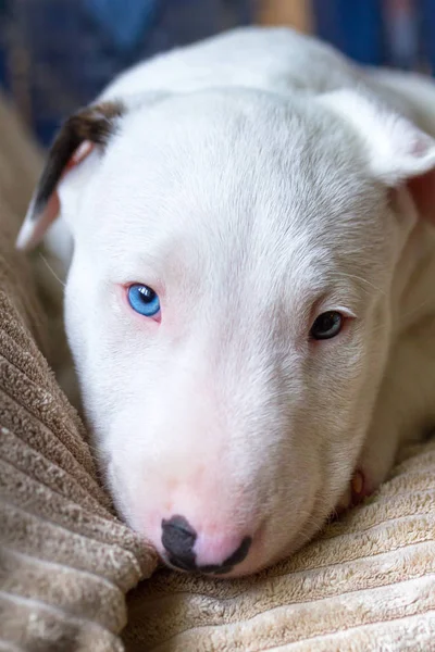Bullterrier puppy at home — Stock Photo, Image