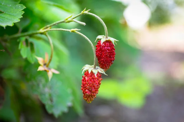 Wild strawberries close up — Stock Photo, Image