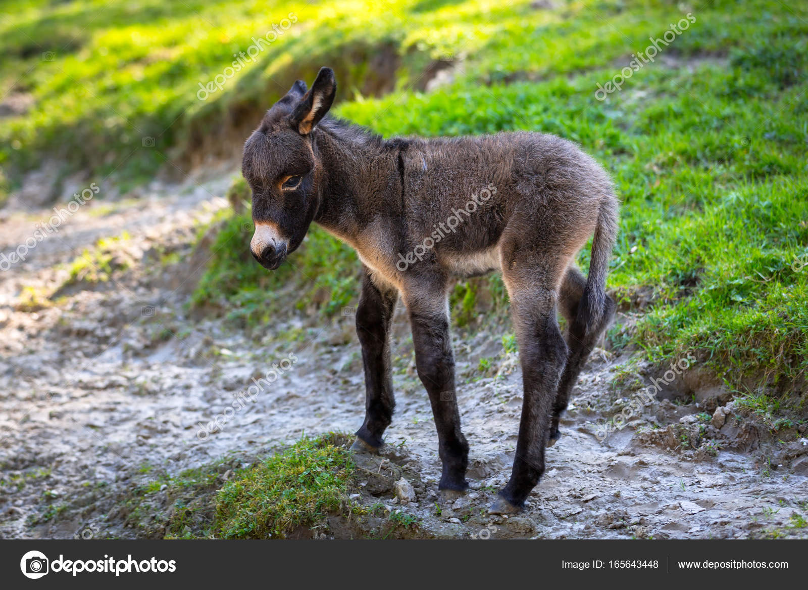 Young donkey outdoor — Stock Photo © Patryk_Kosmider 165643448