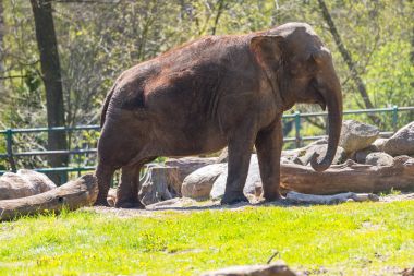Hayvanat bahçesindeki fil