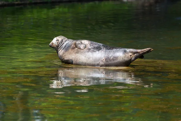 Robbe auf dem Fels — Stockfoto