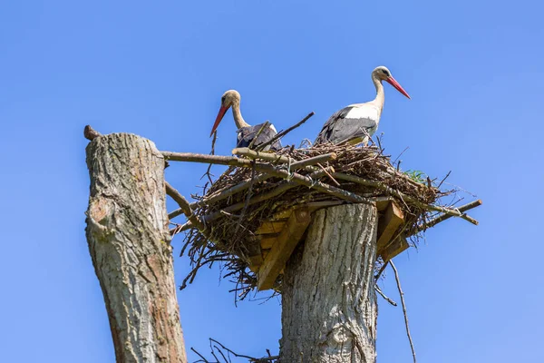 Des cigognes dans le nid — Photo
