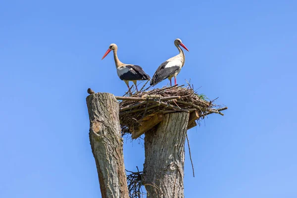 Storks in the nest — Stock Photo, Image