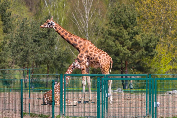 Giraff i djurlivet — Stockfoto
