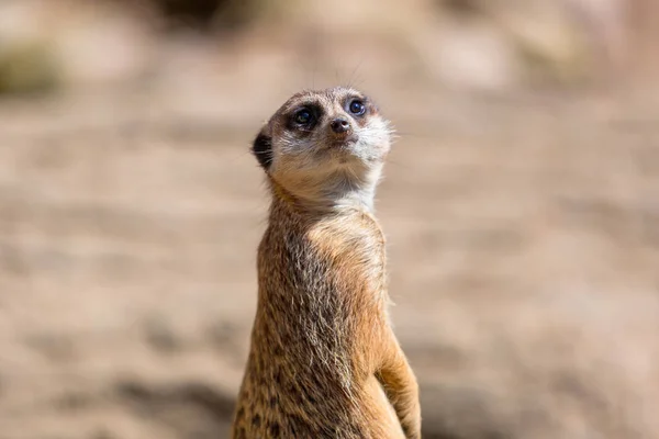 Meerkats em estado selvagem — Fotografia de Stock