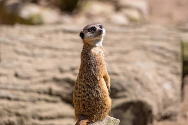 Meerkats en la naturaleza —  Fotos de Stock