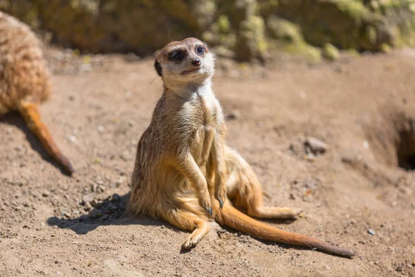 Erdmännchen in freier Wildbahn — Stockfoto