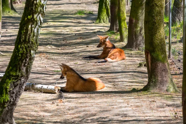 Grzywiasty wilków — Zdjęcie stockowe