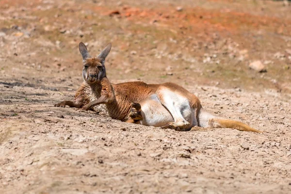 Kangaroo lying down — Stock Photo, Image