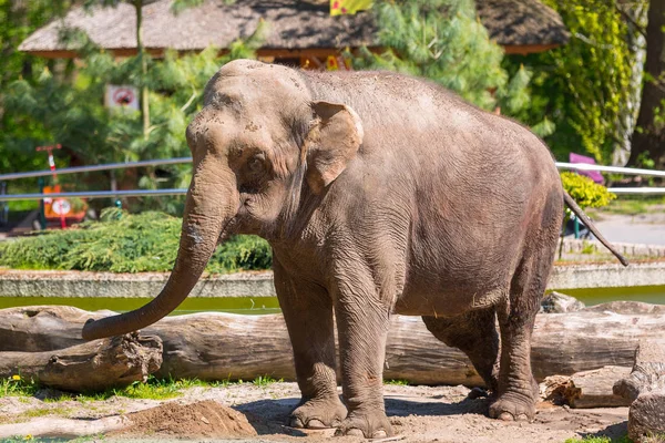 Hayvanat bahçesindeki fil — Stok fotoğraf