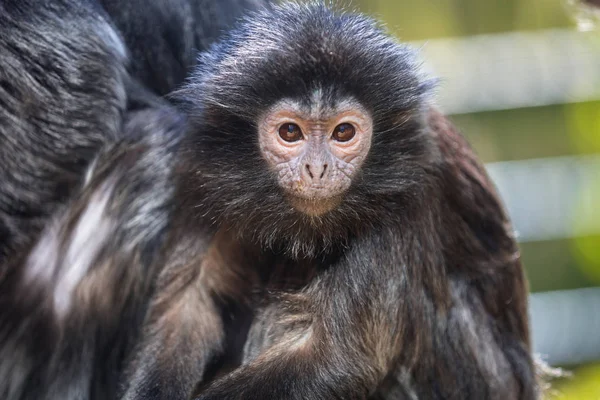 Лутунг-обезьяна — стоковое фото